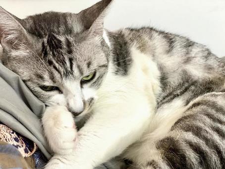 まどろみのサバ白にゃんこ様 まどろみのサバ白にゃんこ様 猫,可愛い,サバシロの写真素材