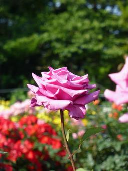 花壇に一本、目立って咲くピンク色のバラ 花壇に一本、目立って咲くピンク色のバラ バラ,花,植物の写真素材