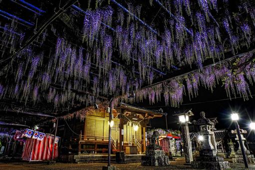 Illuminated wisteria trellis, JPG Illuminated wisteria trellis, JPG