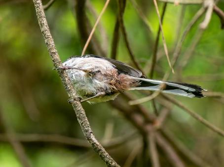 枝にとまるエナガ 枝にとまるエナガ エナガ,野鳥,鳥の写真素材