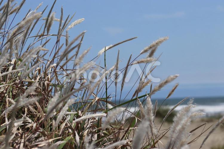 砂浜の植物の向こうに見える海 草,植物,海の写真素材