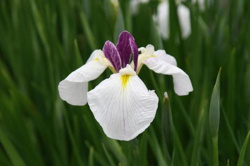 ハナショウブ・花菖蒲 ハナショウブ,クローズアップ,初夏の写真素材
