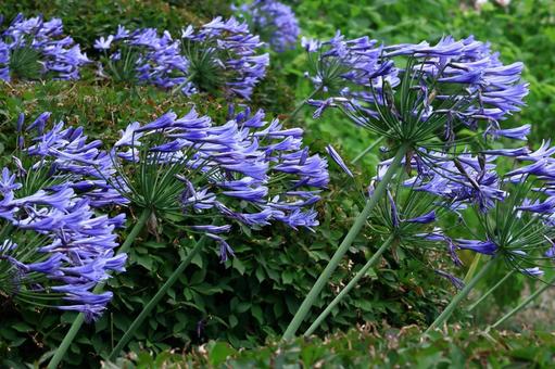 Photo, agapanthus, purple clam, murasaki kunsiran, 