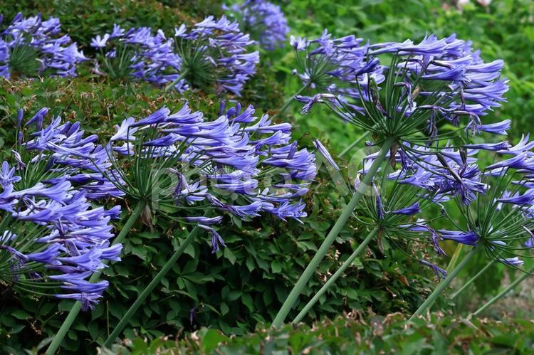 放射状に咲く アガパンサス,紫君子蘭,ムラサキクンシランの写真素材