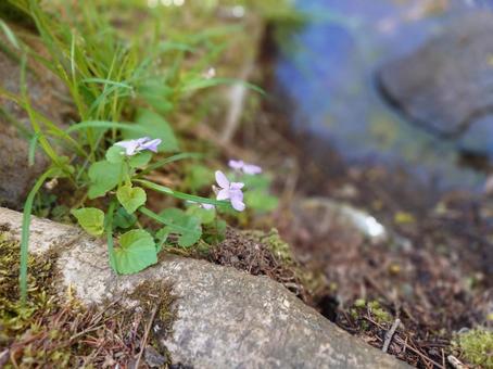 水辺の草花 水辺の草花の写真