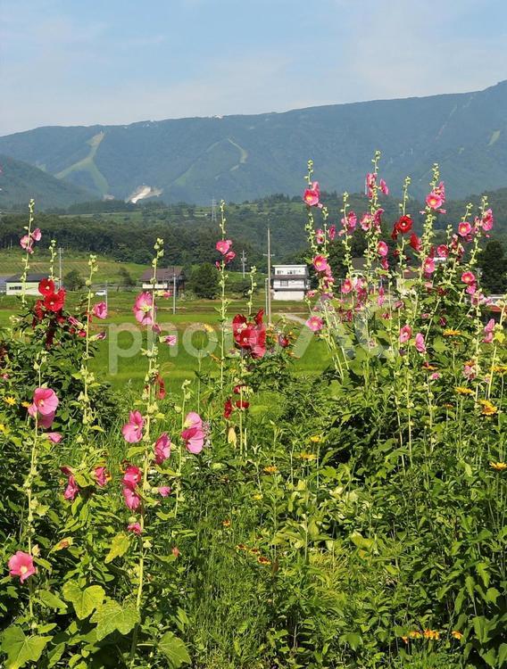 タチアオイ4 タチアオイ,花,flowerの写真素材