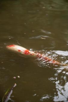 優雅に泳ぐ錦鯉の写真