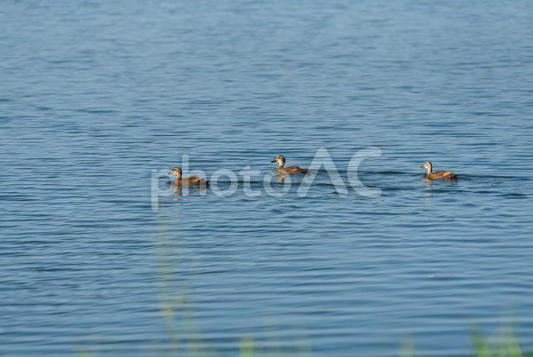 湖を気持ち良さそうに泳ぐカルガモの群れ カルガモ,鴨,野鳥の写真素材
