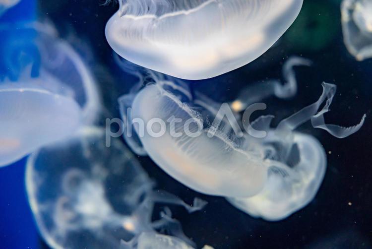 水族館のクラゲたち 水族館,動物,生き物の写真素材