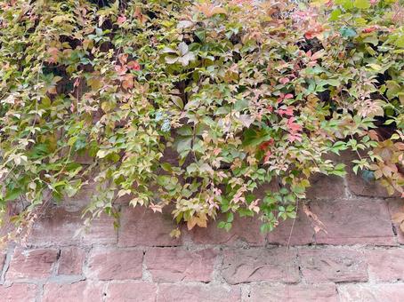 Ivy on a brick wall ④ Red Horizontal, JPG Ivy on a brick wall ④ Red Horizontal, JPG