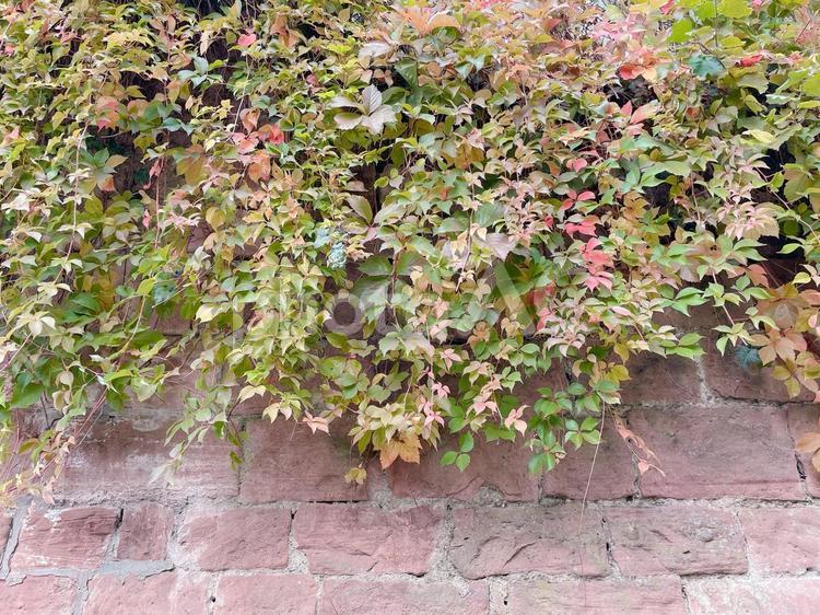 レンガの壁に蔦④　赤　横 レンガ,壁,蔦の写真素材