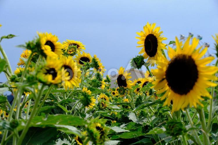 花のある風景 ひまわり,向日葵,夏の写真素材