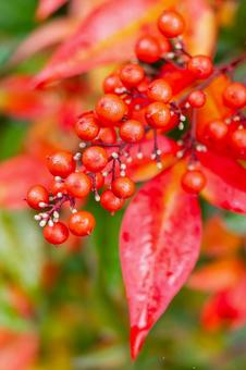 ナンテンの実⒃ 実,ナンテン,植物の写真素材