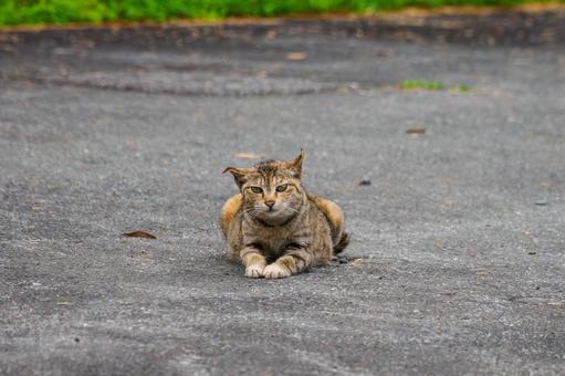 猫(134) 猫(134)の写真