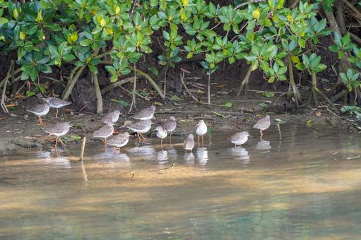 アカアシシギ アカアシシギ アカアシシギ,シギ,野鳥の写真素材