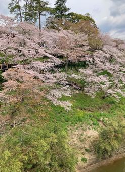 桜淵公園の桜 桜淵公園の桜の写真