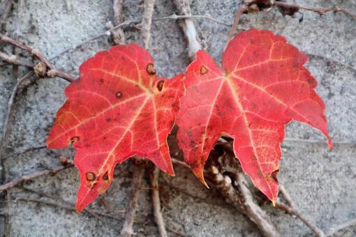 蔦も色づく 蔦,色づく,葉の写真素材