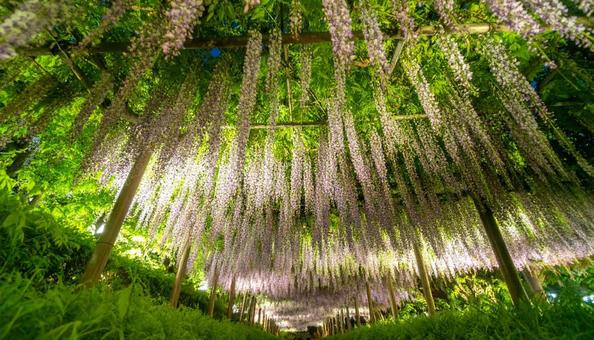 藤棚に咲く満開の藤の花 藤棚に咲く満開の藤の花の写真