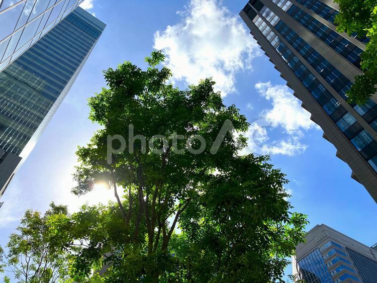 東京のビル街の新緑 東京,ビル街,青空の写真素材
