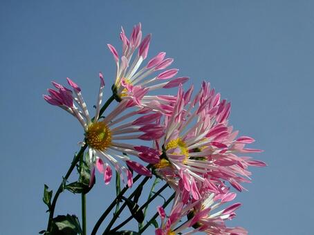 洋菊・マム　マクロ ようぎく,花,鮮やかの写真素材