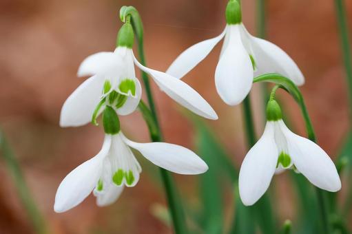 可憐なスノードロップのアップ スノードロップ,白い花,白の写真素材