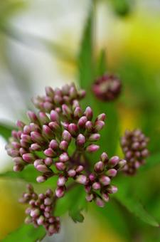 フジバカマの接写の写真