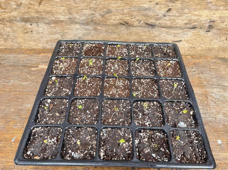 「キャベツの苗」(育苗イメージ用)_01 「キャベツの苗」(育苗イメージ用)_01 苗,育苗,キャベツの写真素材