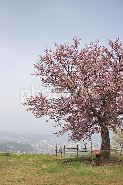 天狗山の一本桜 4月,かわいい,さくらの写真素材