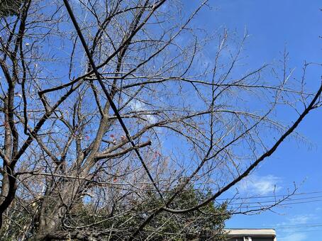 枯れ木と青空 青空,枯れ木,秋の写真素材