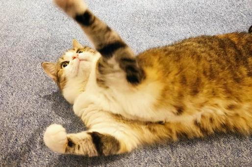 可愛いミケ 可愛いミケの写真