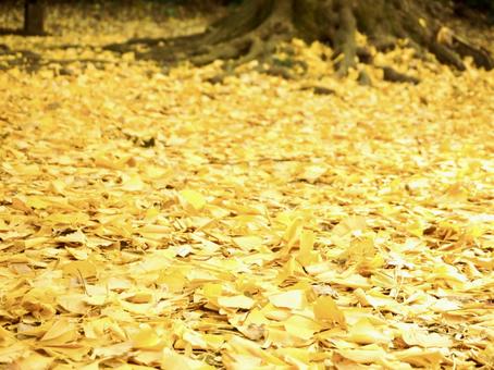 イチョウの絨毯 イチョウ,銀杏,秋の写真素材