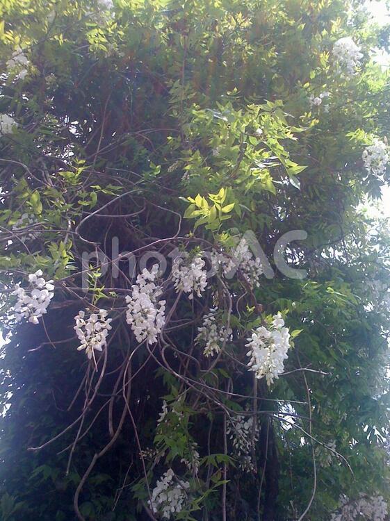 ガジュマルの木の花 ガジュマルの木,がじゅまる,木の写真素材