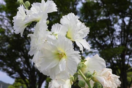 6月上旬の仏生山公園のタチアオイの花 6月上旬の仏生山公園のタチアオイの花 タチアオイ,花,植物の写真素材