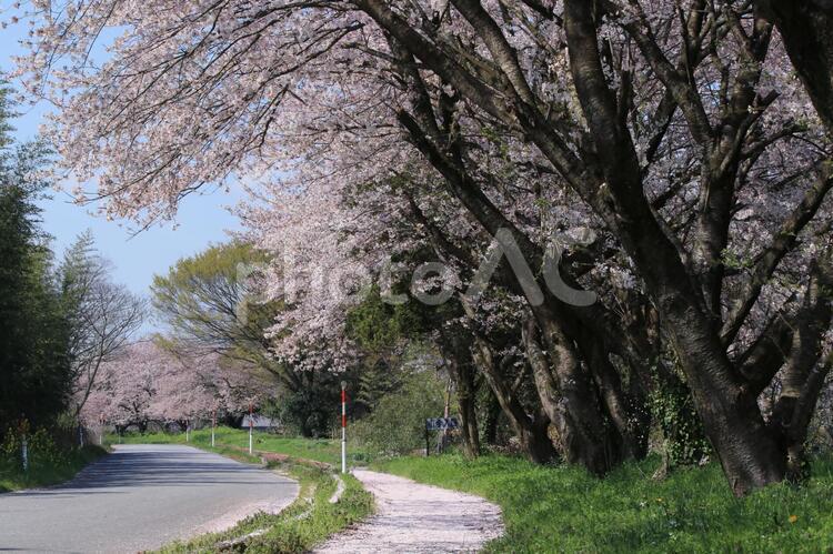 桜並木と遊歩道と道路の風景です 桜並木,ソメイヨシノ,春の写真素材
