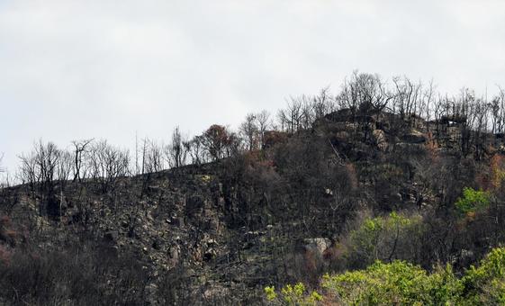 山火事のあと〜岡山市南区 山火事のあと〜岡山市南区の写真