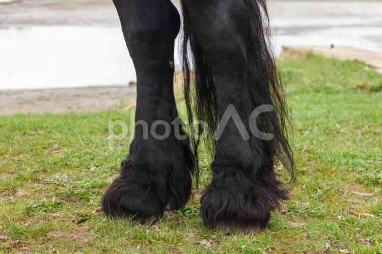 湖畔にたたずむ馬の蹄 馬,蹄,馬の脚の写真素材
