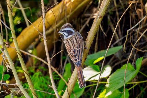 枝にとまるホオジロ 枝にとまるホオジロの写真