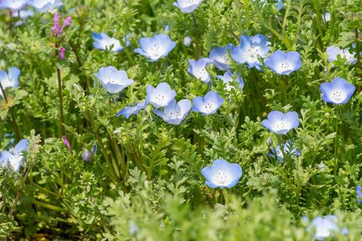 春を彩るネモフィラの群生 ネモフィラ,花,花びらの写真素材