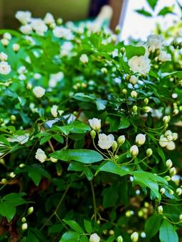 ひらきはじめたモッコウバラの蕾の写真