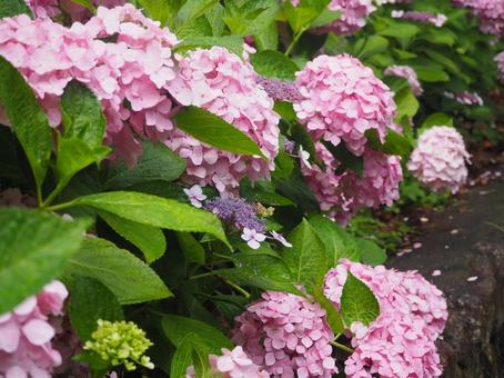 紫陽花 紫陽花の写真