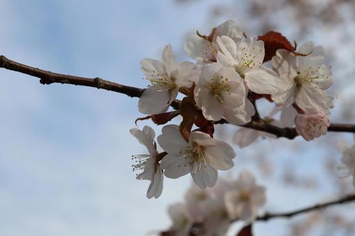 Photo, spring, early spring, flower, 