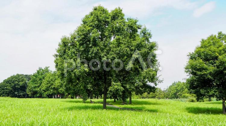 夏の水元公園・緑の夏草＆木々（葛飾区） 夏,水元公園,葛飾区の写真素材