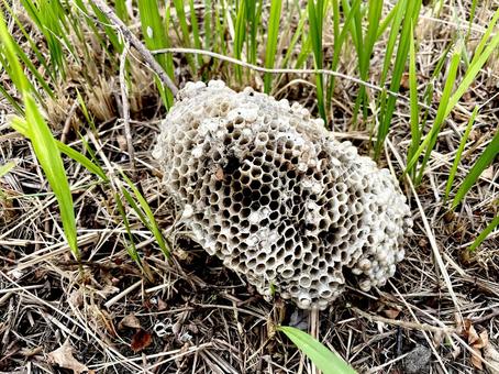 蜂の巣 蜂の巣の写真
