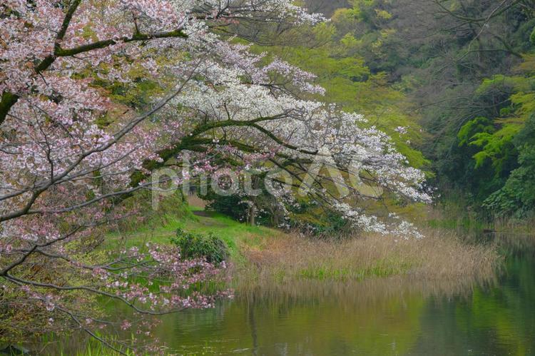 小雨の中、咲き誇る可憐な桜の花 桜,春,さくらの写真素材