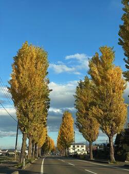 並木道 並木道,ポプラ,遠近法の写真素材