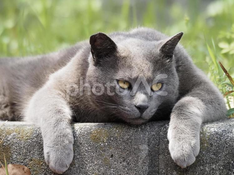 見つめる野良猫 猫,ねこ,ネコの写真素材