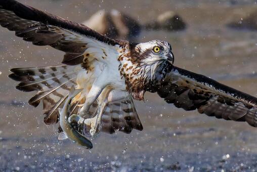 魚を掴んだミサゴのクローズアップ ミサゴ,鶚,ウオタカの写真素材