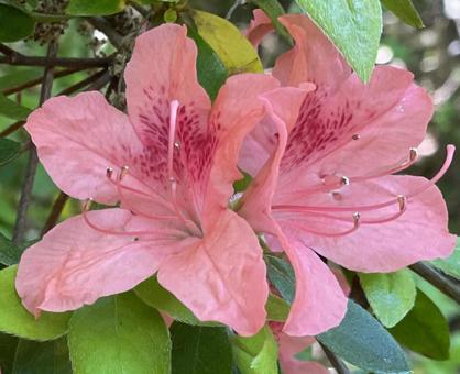 花 つつじ ピンク アップ 花 つつじ ピンク アップの写真