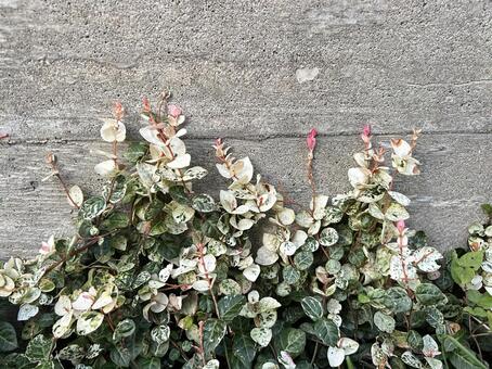 初雪カズラ 初雪カズラ,ガーデン,コンクリートの写真素材