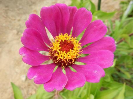 [Flower photo] Zinnia elegans, JPG